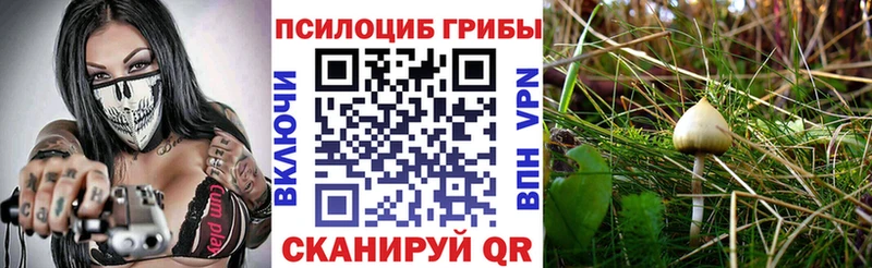 KRAKEN вход  Красково  Псилоцибиновые грибы Cubensis 